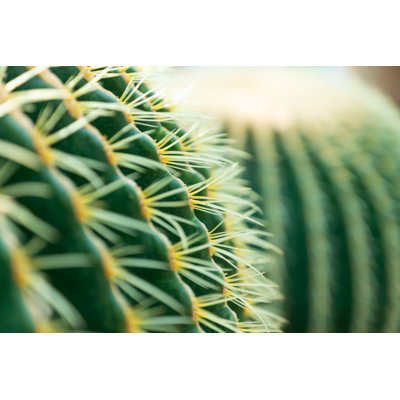 Cactus 1 Piece Wrapped Canvas Wall Art