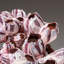 Véritable grappe mauve et gland de Barnacle (1,5 lb)