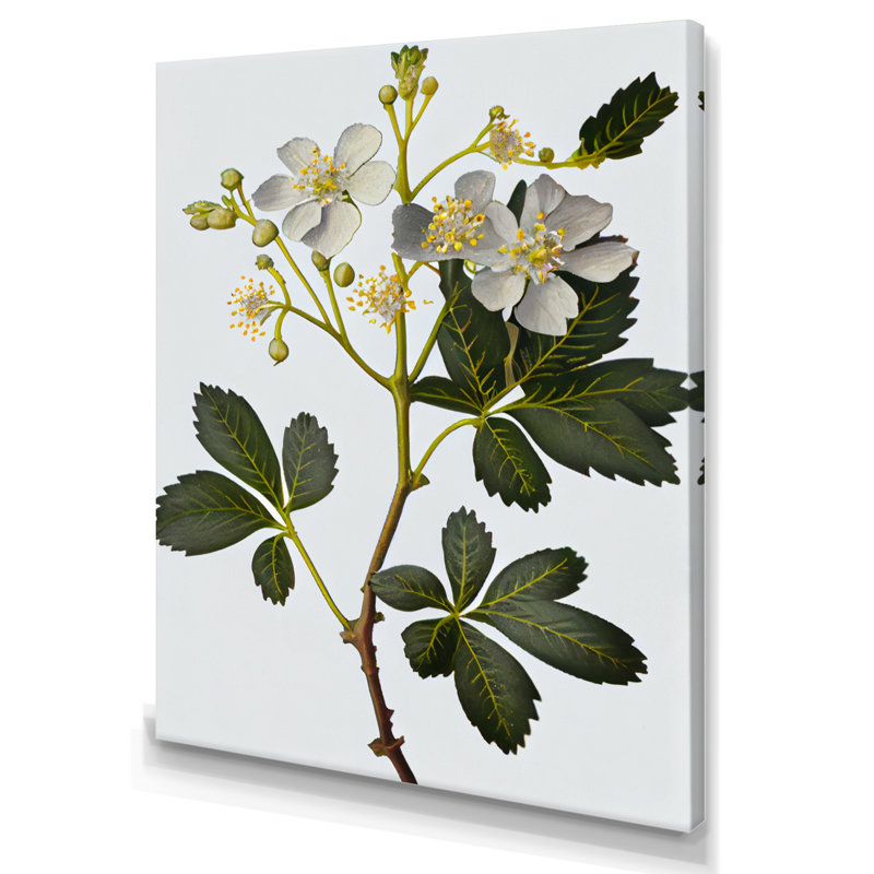 " Blossoming Diphylleia Grayi On White ", 40" H x 30" W x 1.5" D, Wrapped Canvas