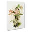 Magnolia Flowers Illustration Tab. 40 by Frederick Sander - Wrapped Canvas Print-55307868