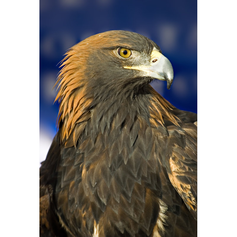 Golden Eagle by Sherwoodimagery - No Frame Art Prints on Canvas, 91cm H x 61cm W