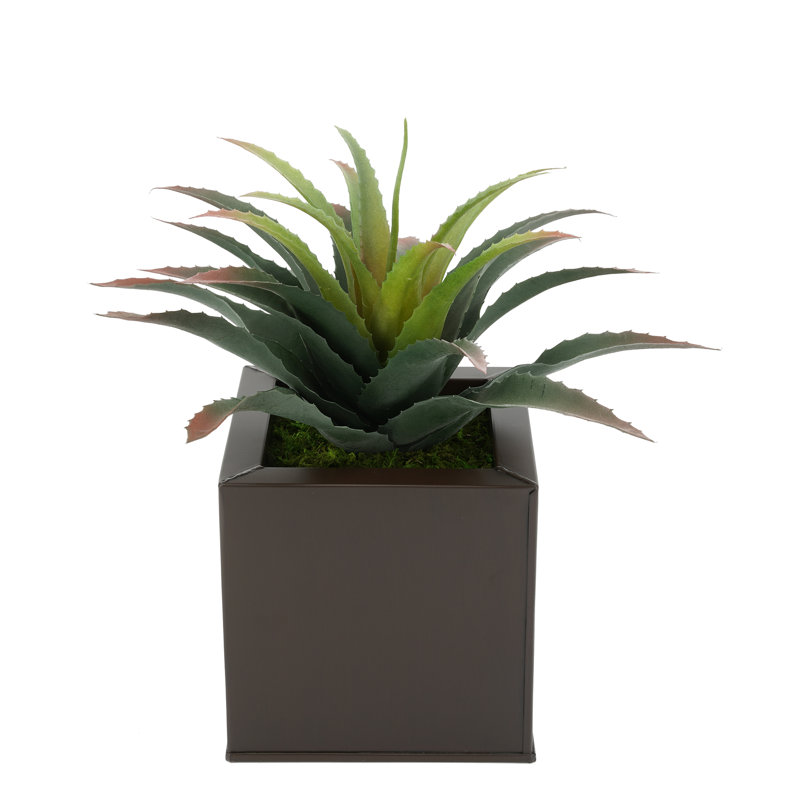 Plante grasse artificielle 7 po en pot, Brun mat