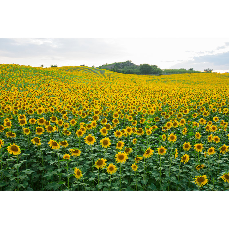 " Sunflowers Field " by Kubilayakdemir, 8" H x 12" W