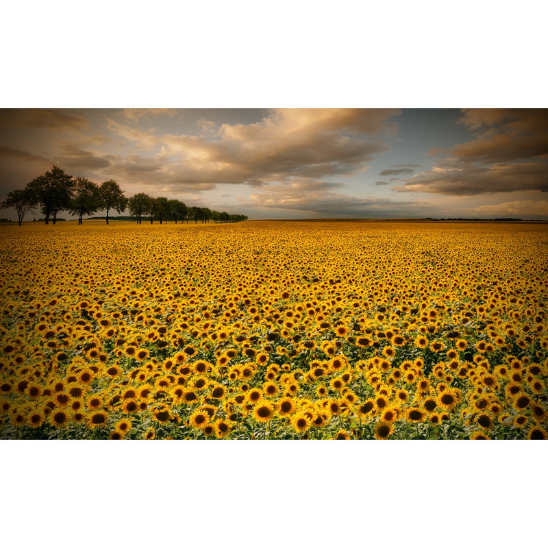 Wrapped Canvas Print, 76.2 cm H x 50.8 cm W