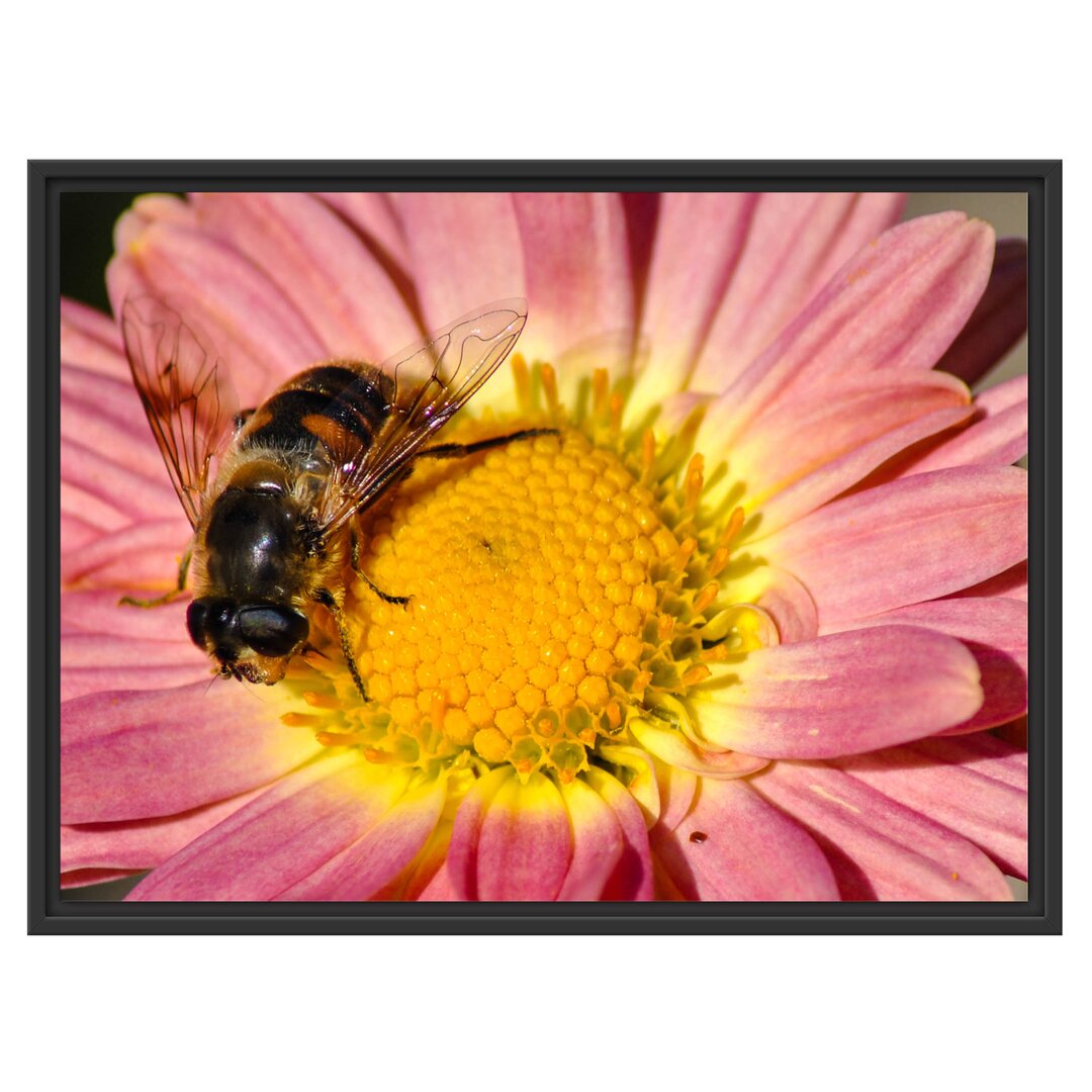 Biene auf der Margerite Gerahmter Fotokunstdruck