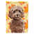 Brown Cockapoo