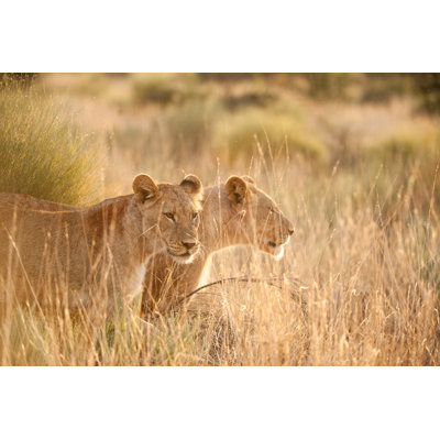 Lionesses In Savanna by Julian Parsons - Wrapped Canvas Print