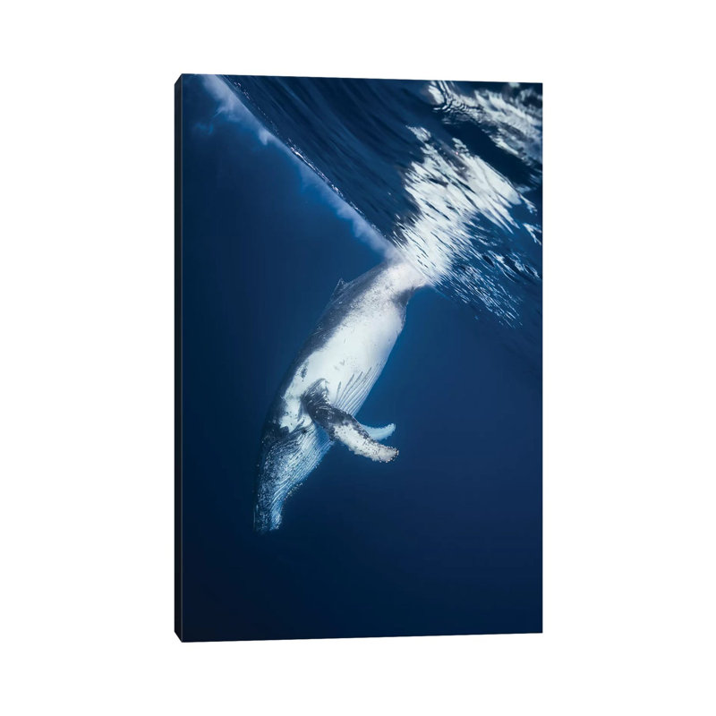 Reversing Humpback Whale by Barathieu Gabriel - Wrapped Canvas Print, 20.32 cm H x 30.48 cm W