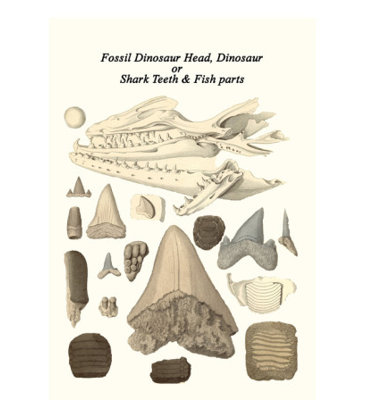 « fossile head, dinosaurs, dents de requin et parties de poisson » par james parkinson, impression
