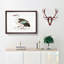 Spotted Billed Duck Illustration by John Edward Gray - Picture Frame Painting Print-55619838-55619837