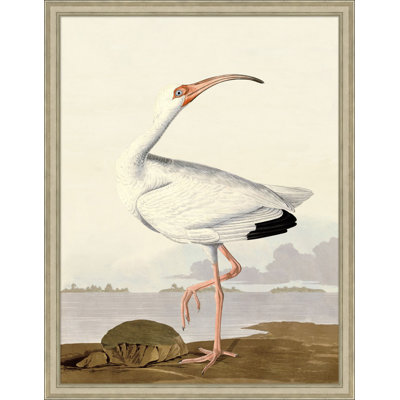 Audubon Ibis 1 Print