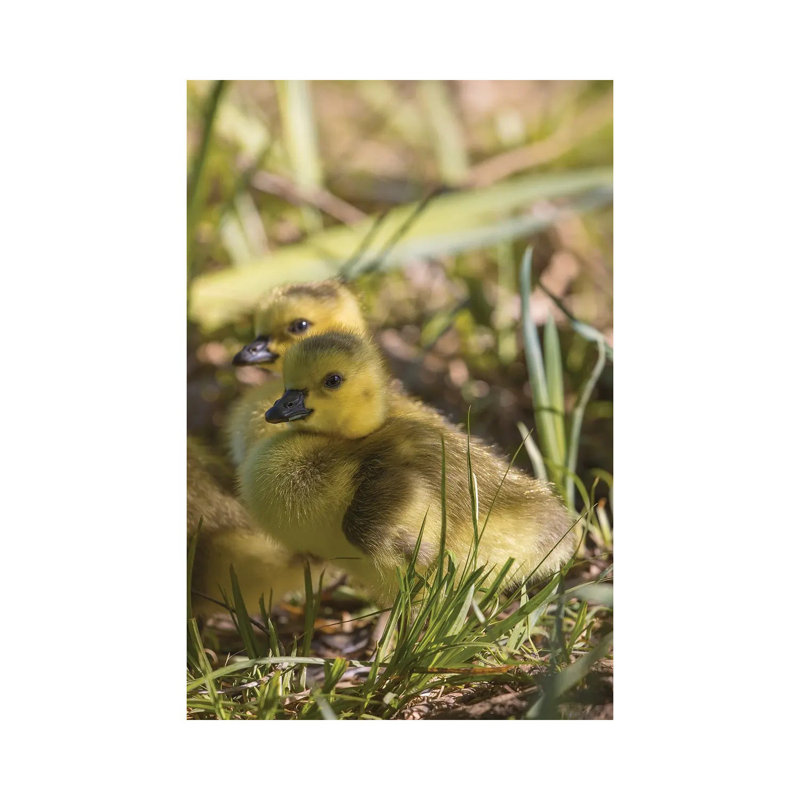 So Cute Gosling by Louis Ruth - Wrapped Canvas Print, 20.32 cm H x 30.48 cm W