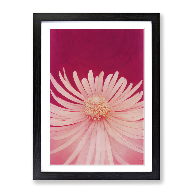 Chrysanthemum Flower - Single Picture Frame Print, Black Framed, 46cm H x 34cm W