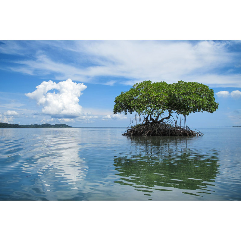 Dwyce Mangrove Islet, Caribbean Sea par - Photographie de toile tendue, H 24 po x l 36 po x P 1,25 po
