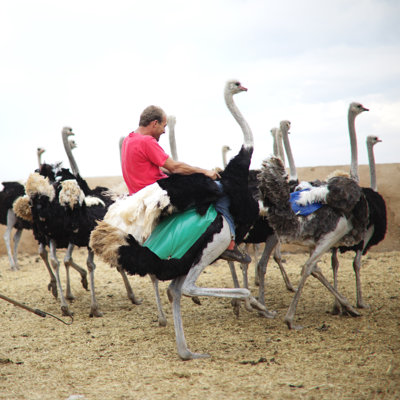 Riding a Ostrich by Shaun