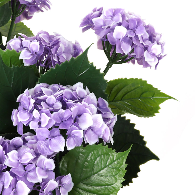 Potted Hydrangea - Small, Purple