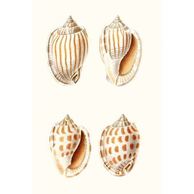 " Lamarck Shells I " by Lamarck