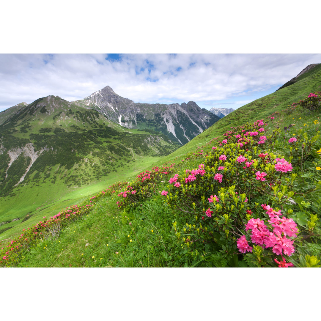 Mountain Azalea von Wingmar - Kunstdrucke auf Leinwand