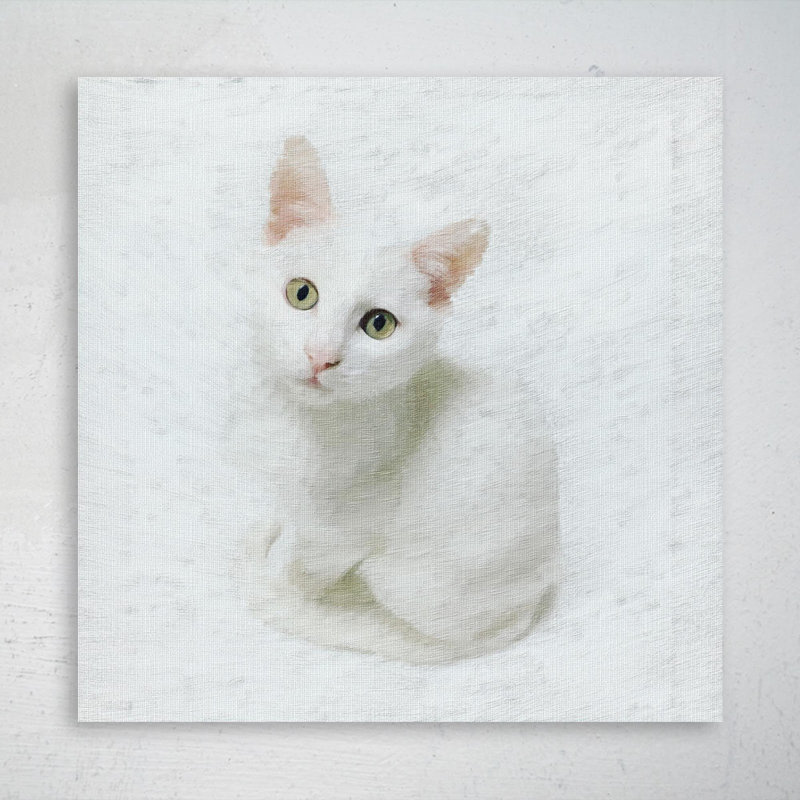 Chat blanc - 1 pièce, impression carrée sur toile tendue, L 32 po x H 32 po