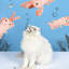 Ensemble de jouets pour chat Flap-1570576869