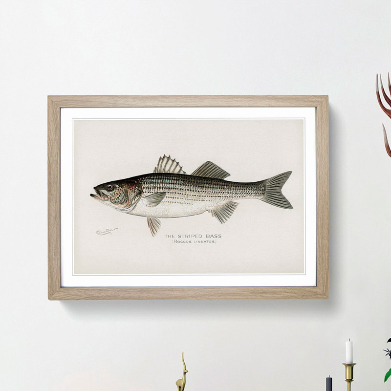 Striped Bass by Sherman F. Denton - Framed Print, 27cm H x 36cm W x 2cm D, Oak Framed
