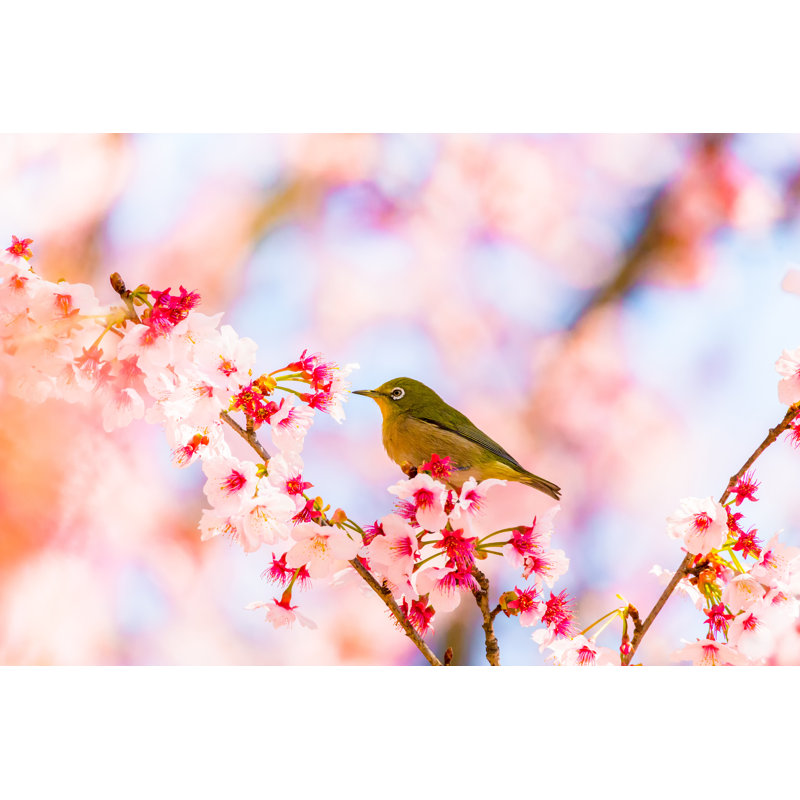 Japanese White-Eye by Minokku - Wrapped Canvas Print, 51 cm H x 76 cm W