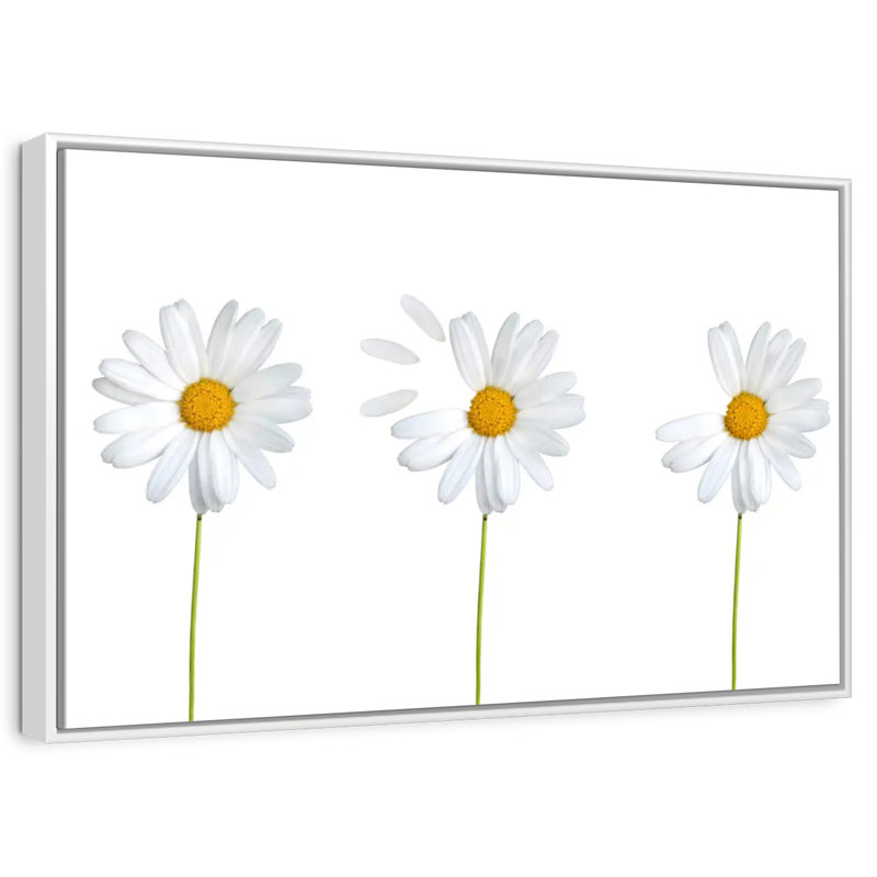 Marguerites plumées, Cadre flottant blanc, 13 po x 9 po