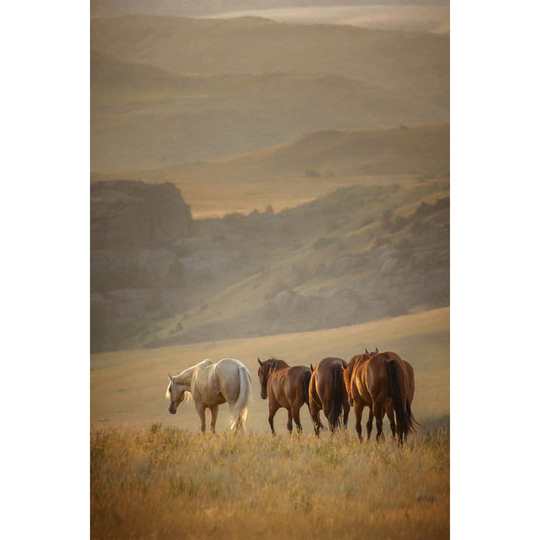 Leinwandbild Sunkissed Horses VI von PHBurchett