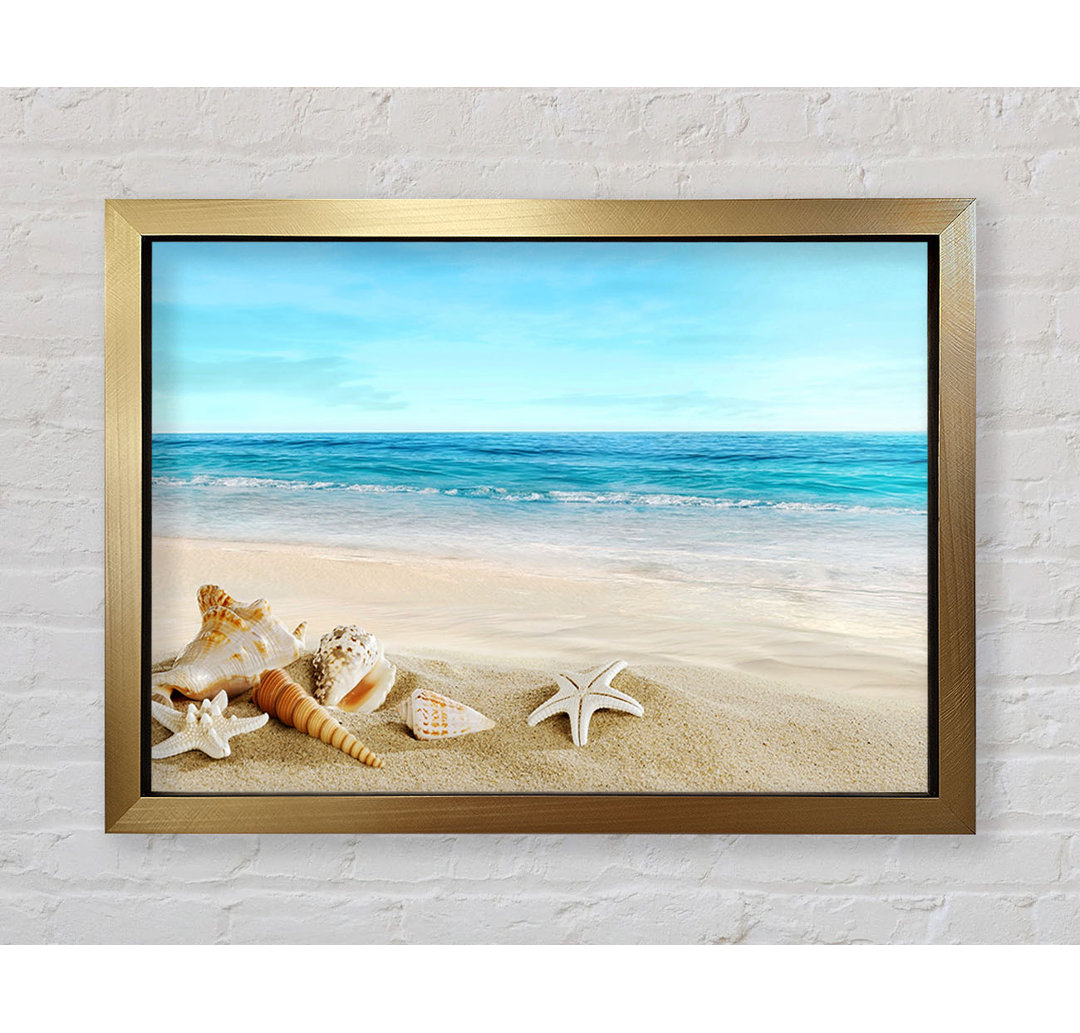 Gerahmtes Bild Ocean Shells