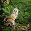  Yellow Barn Owl on branch | Handcrafted Decorative Bird Statue for Home & Garden | Premium Polyresin, Weather-Resistant Indoor/Outdoor Decor
