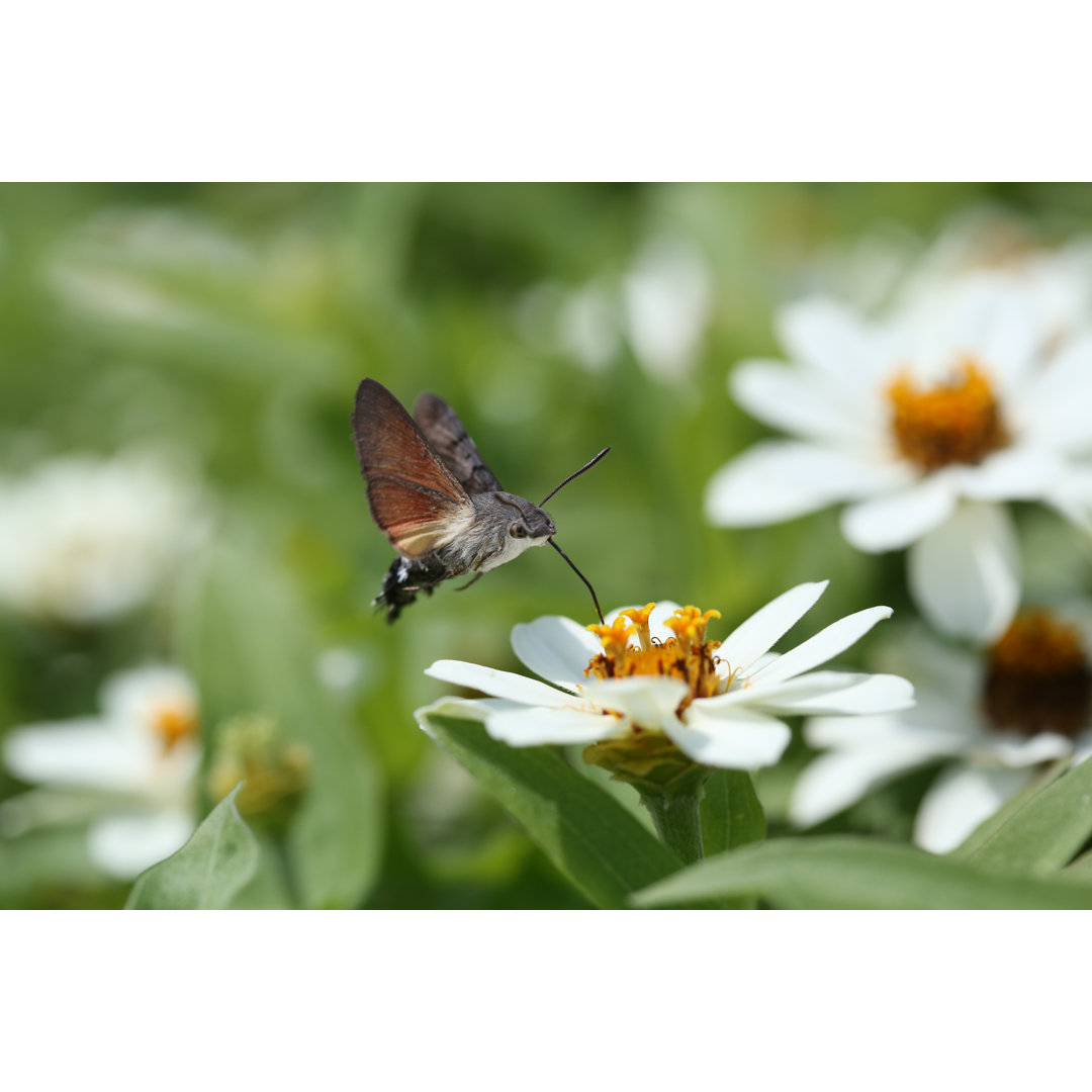 Hummingbird Hawkmoth Butterfly von Lux_D - Kunstdrucke auf Leinwand