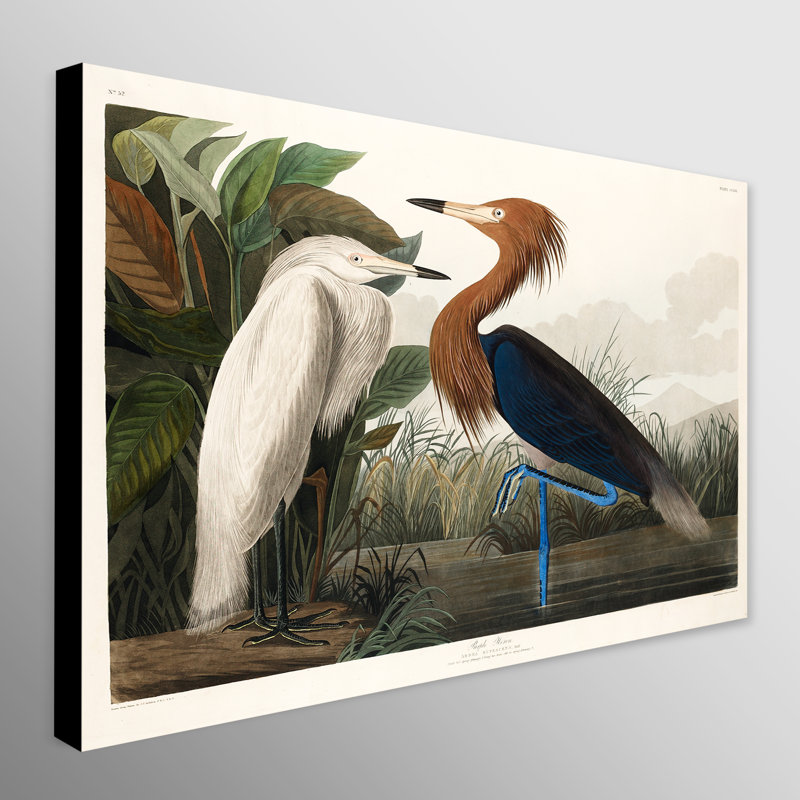 Purple Heron (1827) by John Audubon - Wrapped Canvas Print, 81cm H x 117cm W