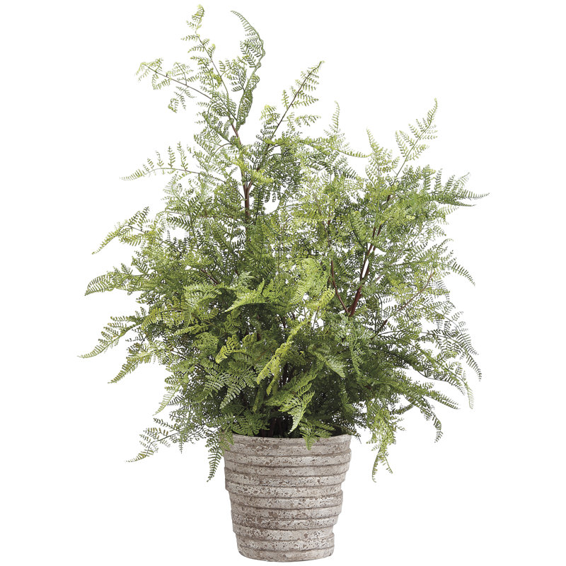 Plante à feuillage en pot en dentelle