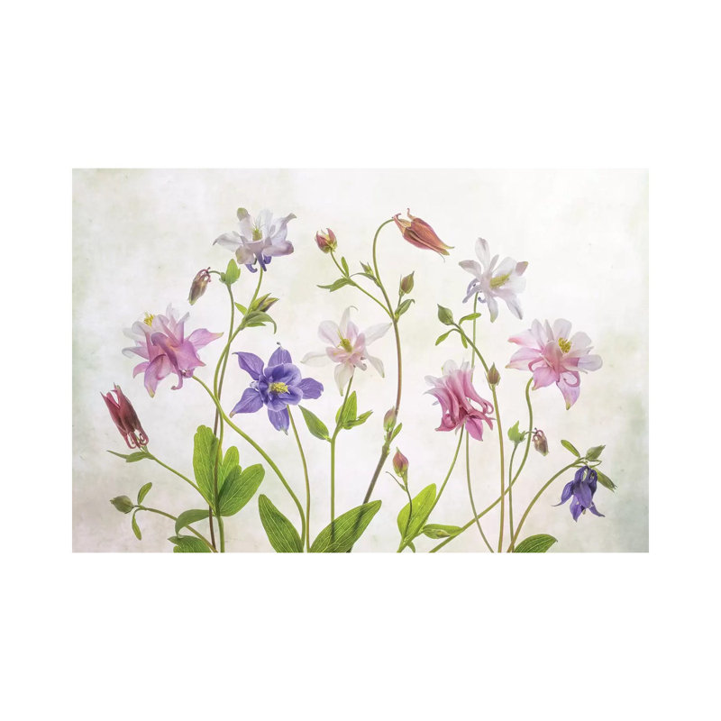 Columbine by Mandy Disher - Print on Canvas, Wrapped Canvas, 45.72cm H x 66.04cm W x 1.91cm D