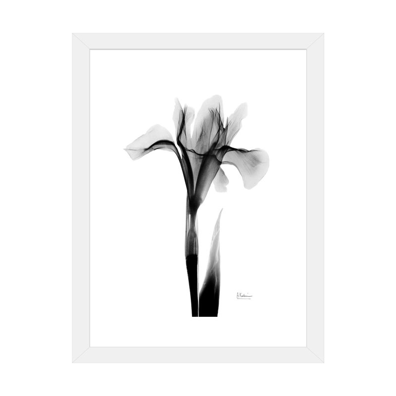 «Expressed Iris I» par Albert Koetsier, impression, Papier encadré blanc, Blanc, H 32 po x l 24 po x P 1 po