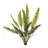 Fern Sprays