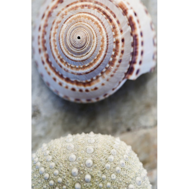 Shell Portrait VIII by Elena Ray - Print on Canvas, 122 cm H x 81 cm W, Wrapped Canvas