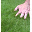 Brizeth 30 mm Kids & Pet-Friendly, Artificial Grass