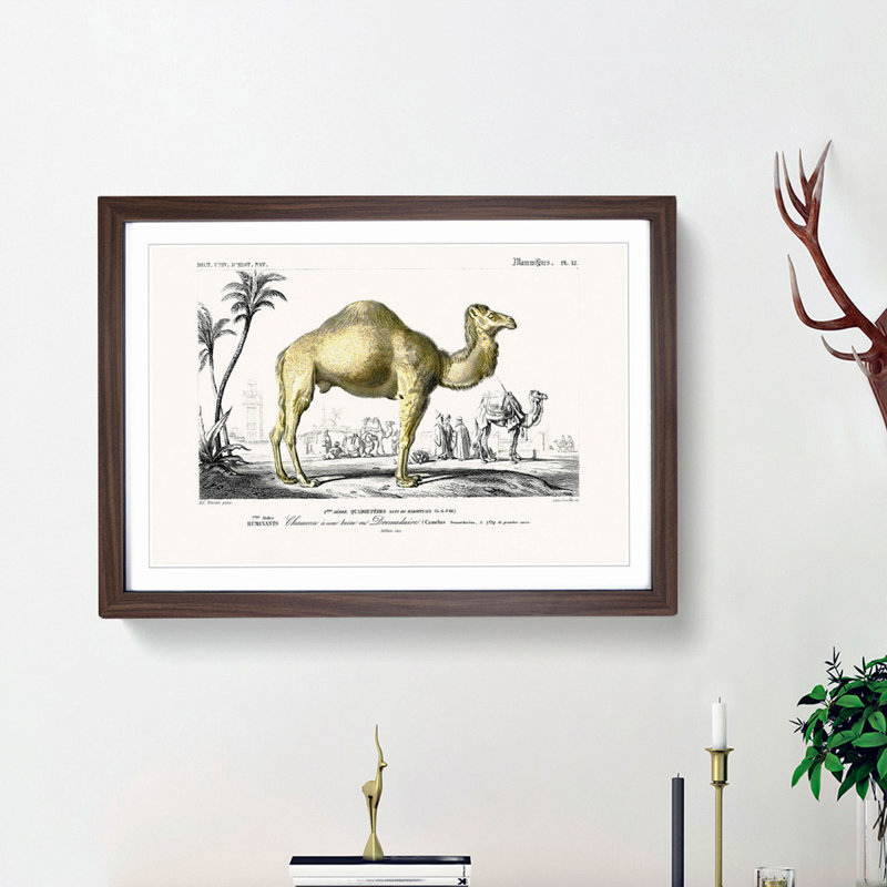 Camel Illustration by Charles d'Orbigny - Picture Frame Painting Print, 48cm H x 65cm W x 2cm D, Walnut Framed