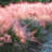 3 gal. Pink Muhly Grass