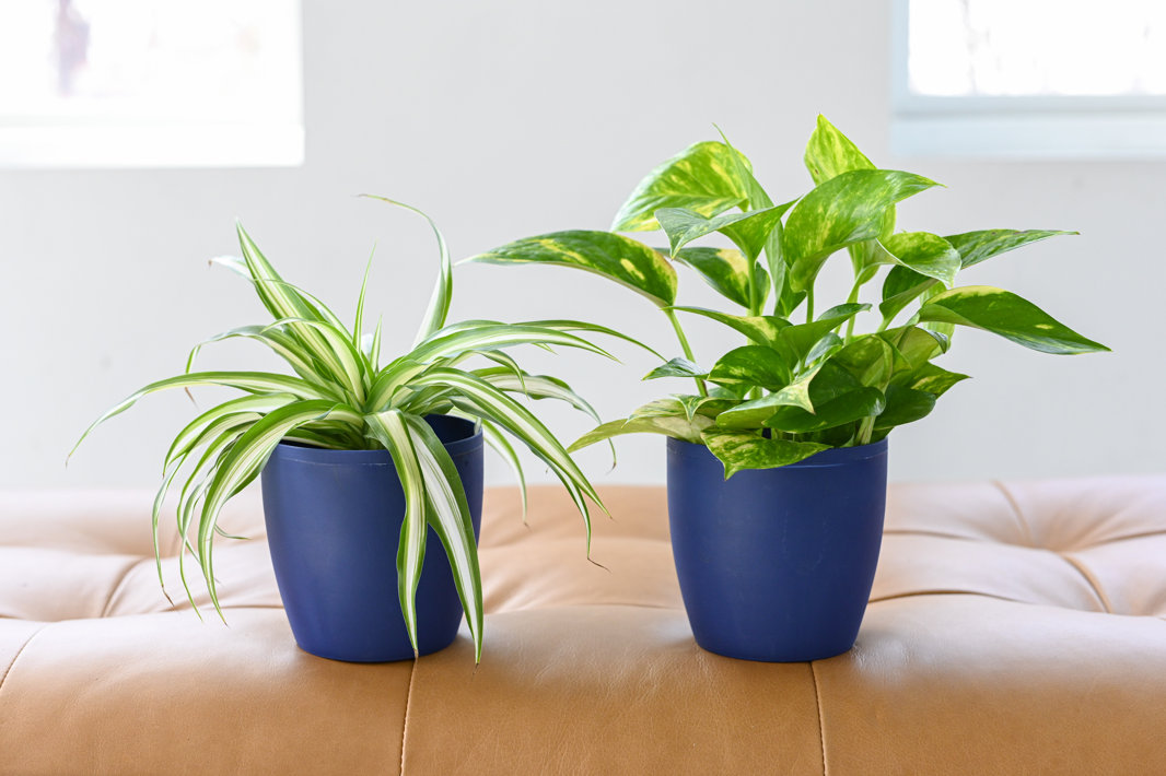 Passionate About Plants
