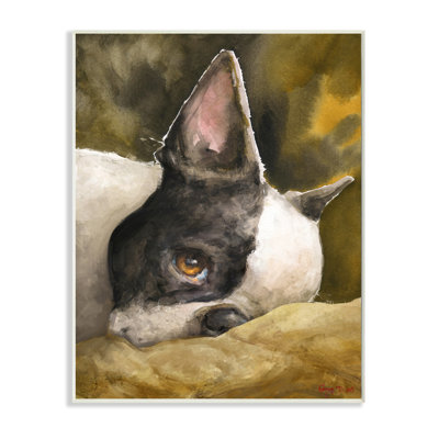 Boston Terrier au repos, animal de compagnie, portrait, brun noir