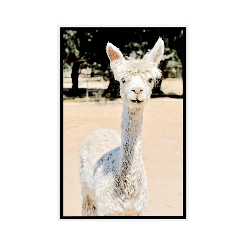 «Extra White Alpaca» par Susan Vizvary - reproduction d'art, Aucun mat, Toile blanche encadrée, H 26 po x l 18 po x 1,5 po