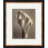 Sepia Flowers 17 Giclee Print by Soicher Marin Archives