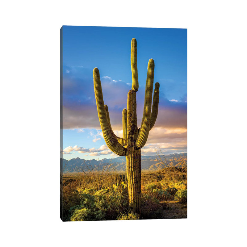 «Sunset Saguaro National Park East III» par Susanne Kremer - Photographie de toile tendue, H 18 po x l 12 po x 1,5 po