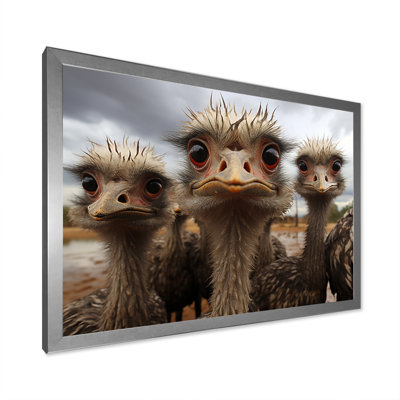" Monochrome Gray Ostriches Portrait "