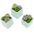menthe
