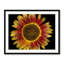 Candy Mountain Sunflower Print by Harold Davis-65795469-132434053