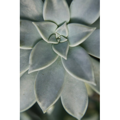 Plante grasse suspendue II
