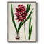 AntiqueFloralFolioV, reproduction encadrée - bois massif-1788303213